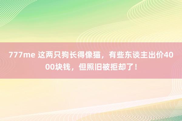 777me 这两只狗长得像猫，有些东谈主出价4000块钱，但照旧被拒却了！